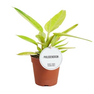 Filodendron doniczkowy z zielono-żółtymi liśćmi.