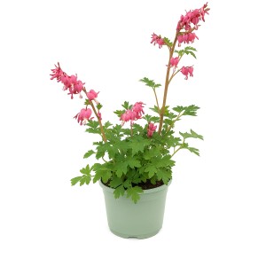 Serduszka okazałe (Dicentra spectabilis) don. 17 cm