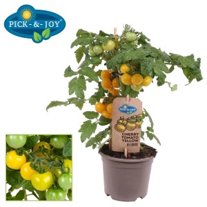 Żółta roślina pomidorów cherry w doniczce. Świeże Warzywa do ogrodu lub na balkon.