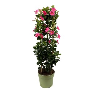 Dipladenia (Mandevilla) mix wys. 100 cm, don. 24 cm