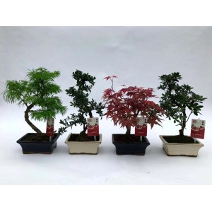 Różne drzewka bonsai w doniczkach, różne rodzaje i kolory.