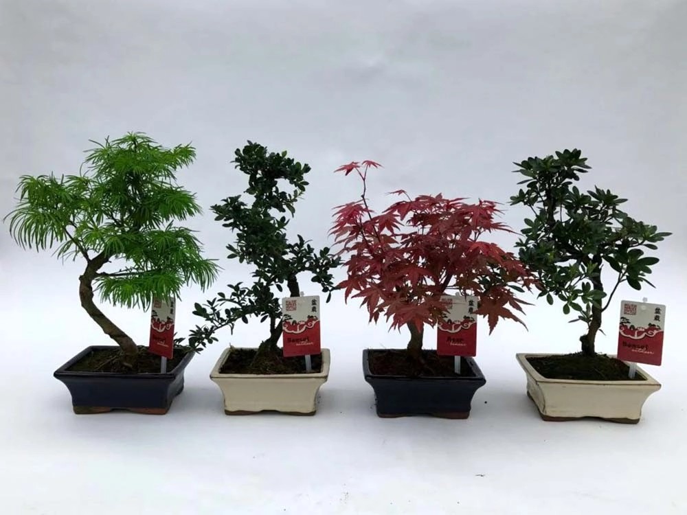 Drzewko Bonsai don. 15 cm kupuj w OBI