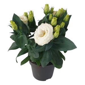 Eustoma mix - don. 12 cm