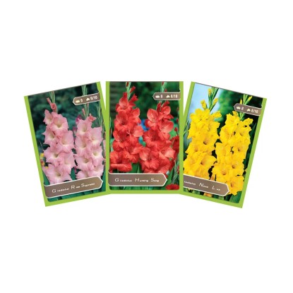 Cebula Mix mieczyki 8 szt.