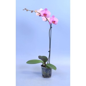 Różowa, prążkowana orchidea w doniczce. Roślina doniczkowa na parapet lub stół.