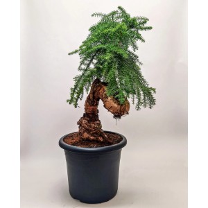 Drzewko bonsai w doniczce, zielone igły, dekoracyjne.