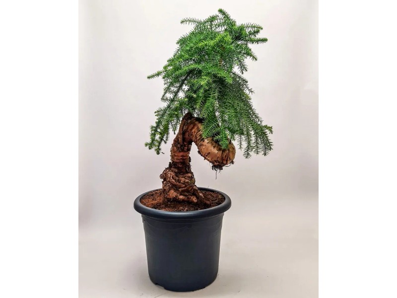 Drzewko Bonsai Araucaria Cunningh - don. 40 cm