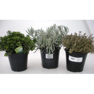 Trzy różne zioła kulinarne w doniczkach: oregano, lawenda i tymianek.