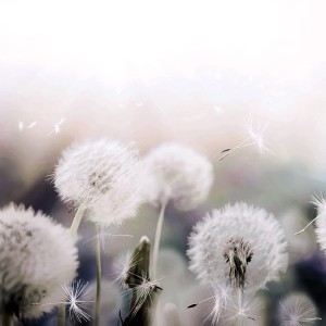 Dekoracyjne dmuchawce jako dekoracja ścienna lub bordiura.