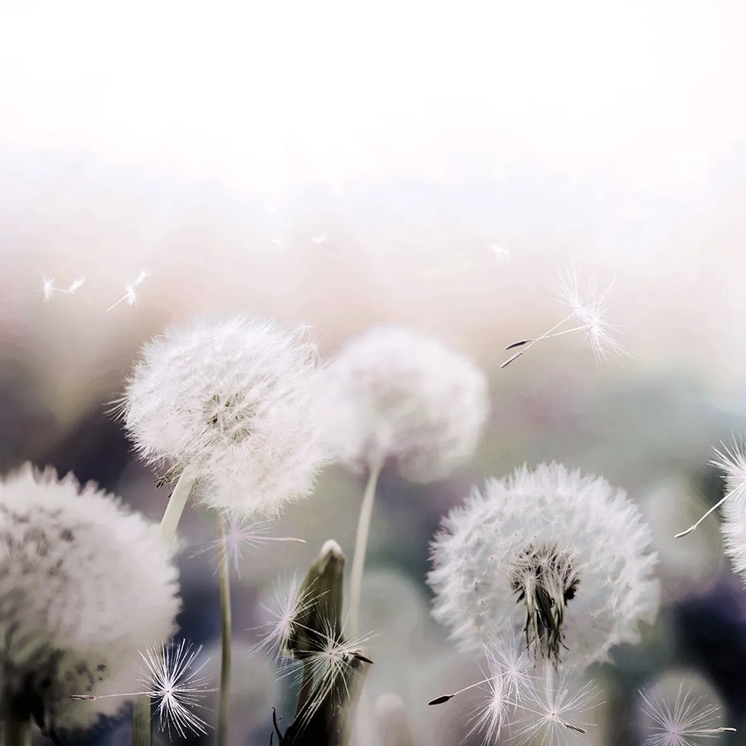 Panel Szklany Dandelions Blur B ESG Dmuchawiec 60 x 60 cm