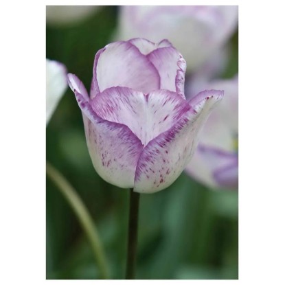 Tulipan Triumph Shirley 7 szt. biało-fioletowy
