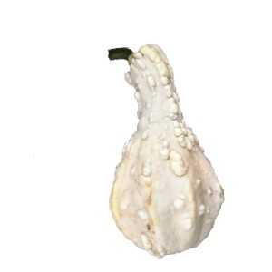 Dekoracyjna, biała brodawkowata tykwa do dekoracji ogrodu.