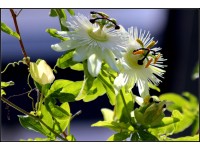 Meczennica w odmianach (Passiflora sp.)