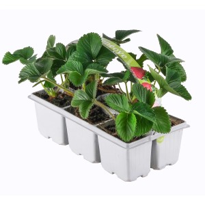 Zestaw sadzonek truskawek w tacy rozsadowej z zielonymi liśćmi i pierwszymi owocami.