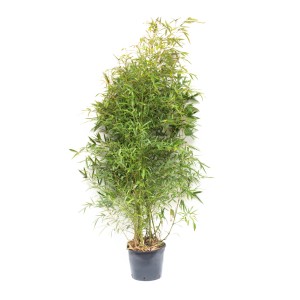 Złoty bambus (Phyllostachys) w doniczce, ok. 26 cm Ø, zimozielona roślina do ogrodu.