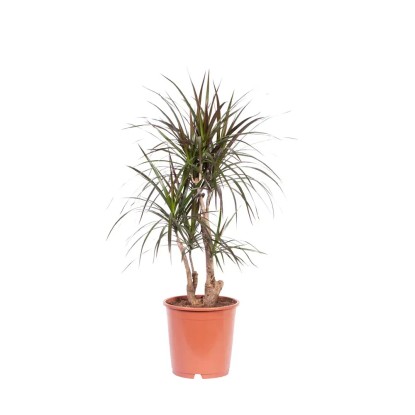 Dracena (Dracaena Marginata) zielona - don. 19 cm