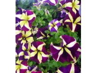 Petunia Crazytunia (Petunia sp.)