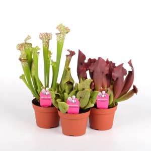 Trzy rośliny Sarracenia (kapturnica) w doniczkach, różne rodzaje i kolory.