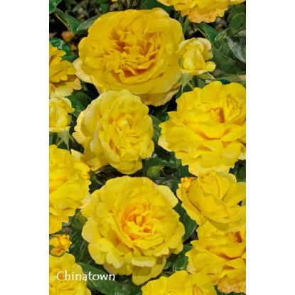 Róża parkowa w odmianach (Rosa sp.)