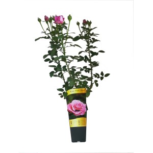 Różowa róża rabatowa w doniczce z różowymi kwiatami i zielonymi liśćmi.