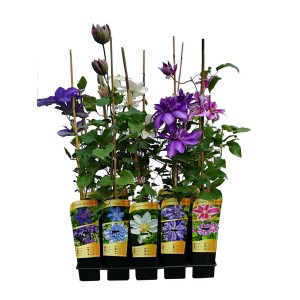 Różne kwitnące odmiany powojników (Clematis) w doniczkach.