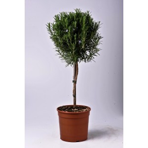 Rozmaryn na pniu w doniczce, zielone liście, brązowy pień. Zioło do ogrodu i na balkon.