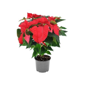 Poinsecja - Gwiazda Betlejemska misa duża 8-9 pędów - don. 25 cm