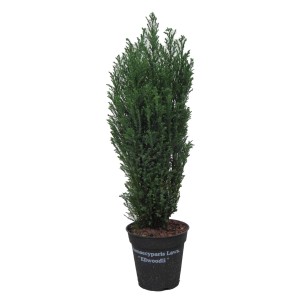 Cyprysik doniczkowy (Chamaecyparis Elwoodii) - don. 13 cm
