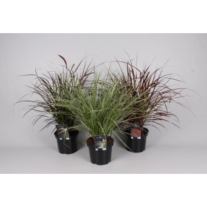 Trzy trawy ozdobne t.b.t. w doniczkach, różne odmiany roślin kwitnących.