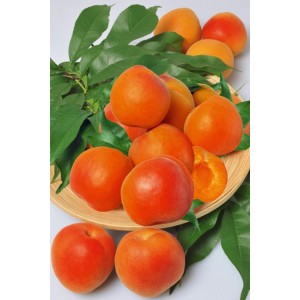 Świeże, pomarańczowe morele na talerzu, otoczone zielonymi liśćmi.