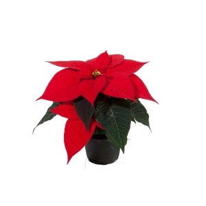 Czerwona gwiazda betlejemska (Poinsettia) w doniczce.