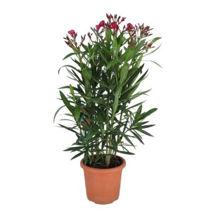Oleander pospolity (Nerium oleander) mix don. 19 cm
