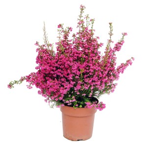 Różowo kwitnący wrzos t.b.t. w doniczce.