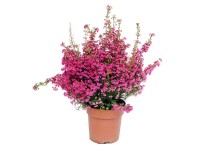 Wrzosiec jesienny (Erica gracilis) - don. 11 cm