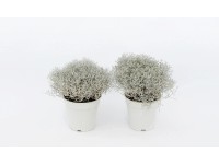 4Flower Kalocefalus - Mrozek - Calocephal odm. Challenge wys.30cm don.13cm