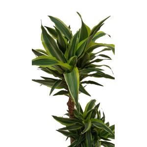 Zielona dracena (smocze drzewo) z długimi, spiczastymi liśćmi.