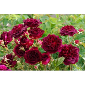 Ciemnoczerwona róża rabatowa t.b.t. z bujnymi kwiatami w ogrodzie.