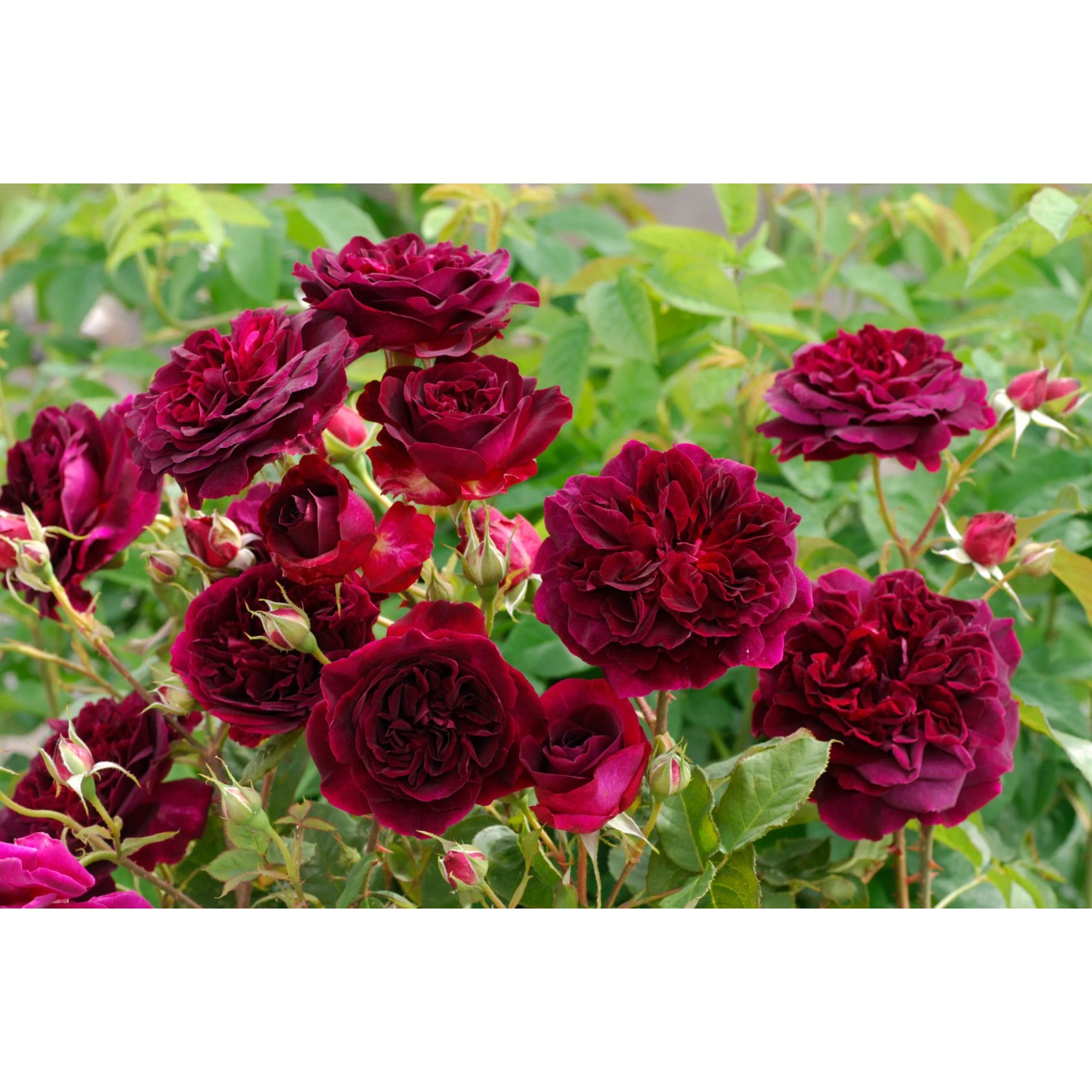 Róża odm. Munstead Wood (Rosa sp., Austin) kupuj w OBI