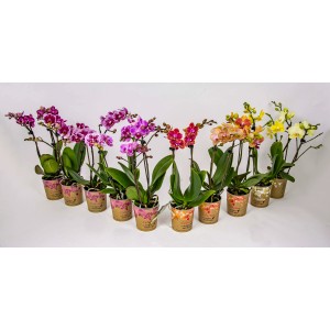 Różnokolorowe storczyki t.b.t. w doniczkach, barwny wybór do Twojego domu.