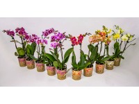 Falenopsis - Ćmówka - Storczyk (Phalaenopsis sp.) Multiflower mix 2pędy 35-40cm