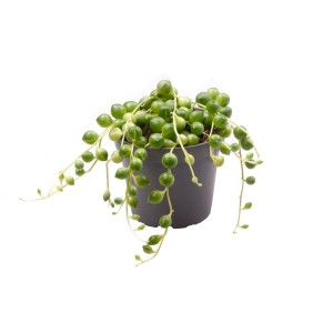 t.b.t. w doniczce, zielona roślina doniczkowa z liśćmi w kształcie kulek.