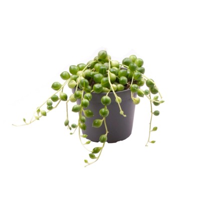 Starzec (Senecio Herreanus) - don. 6 cm