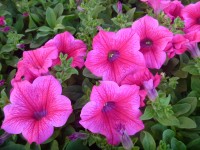 Surfinia (Petunia Surfinia)