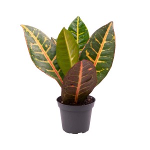 Kroton w doniczce, roślina doniczkowa o barwnych liściach.