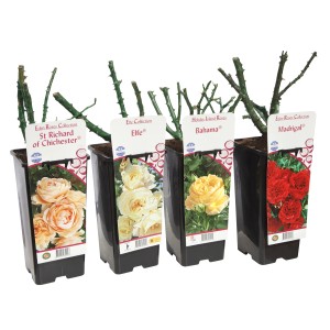 Różne róże rabatowe (t.b.t.) w doniczkach z kwiatami w odcieniach żółci, czerwieni i bieli.