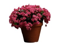 Begonia (Begonia) Solenia - don. 12 cm
