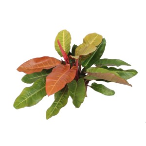 Filodendron (Philodendron Prince of Orange) - don. 27 cm