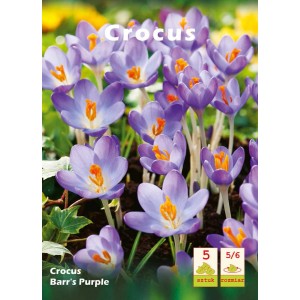 Zbliżenie fioletowych krokusów (Crocus Barr's Purple) na rabacie. Wiosenne kwiaty z kategorii cebule kwiatowe.