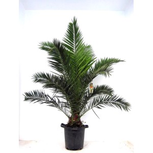 Palma mix wys. 130 cm, don. 40 cm