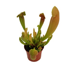 Dzbanecznik w doniczce, Sarracenia, Oplątwy i bromelie.